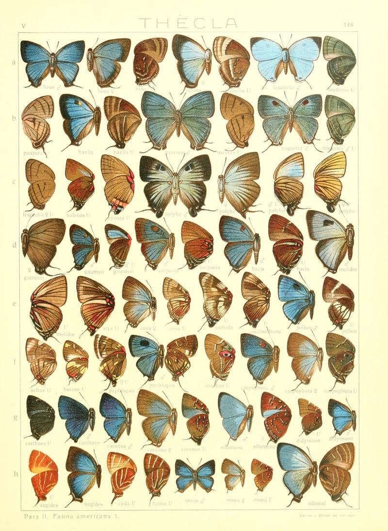 Macrolepidoptera15seit 0323