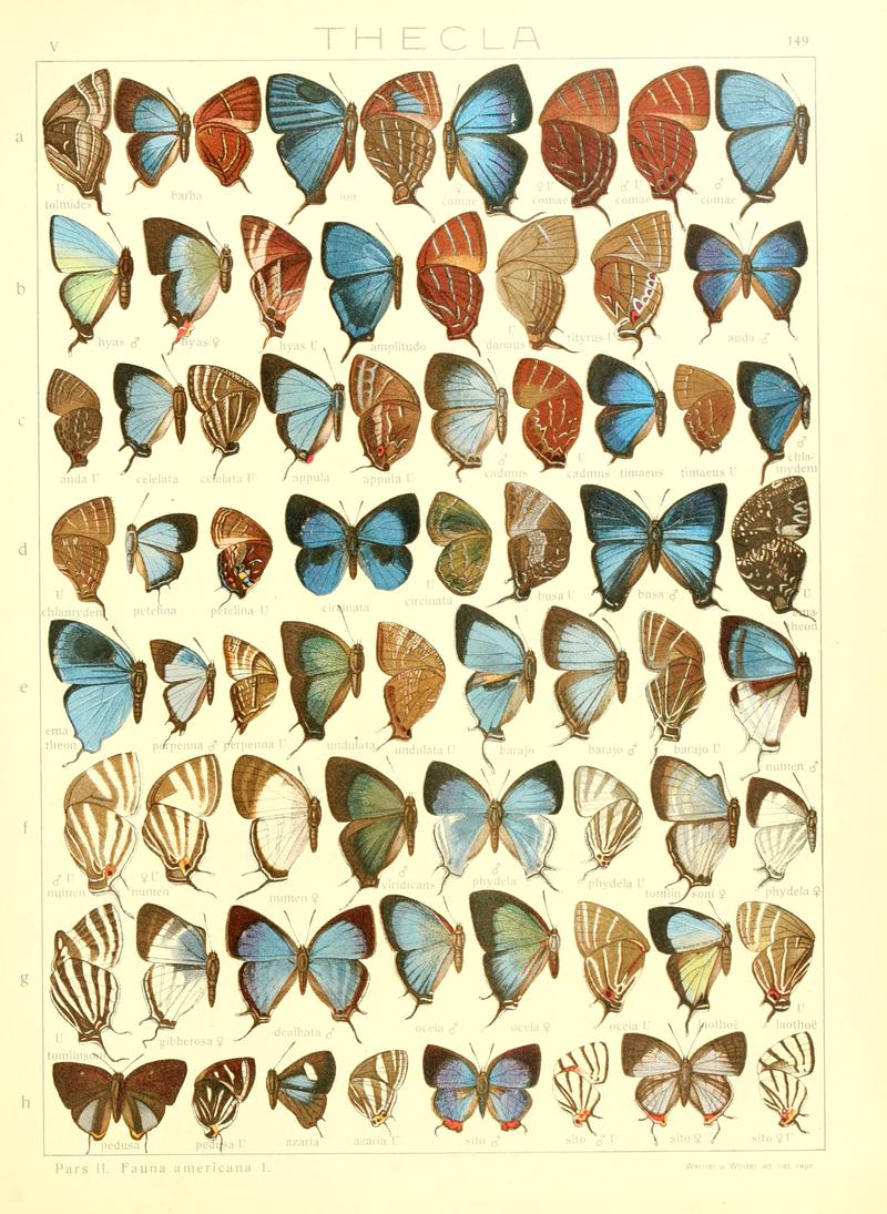 Macrolepidoptera15seit 0325