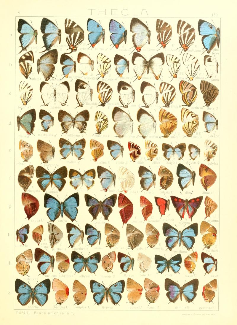 Macrolepidoptera15seit 0327
