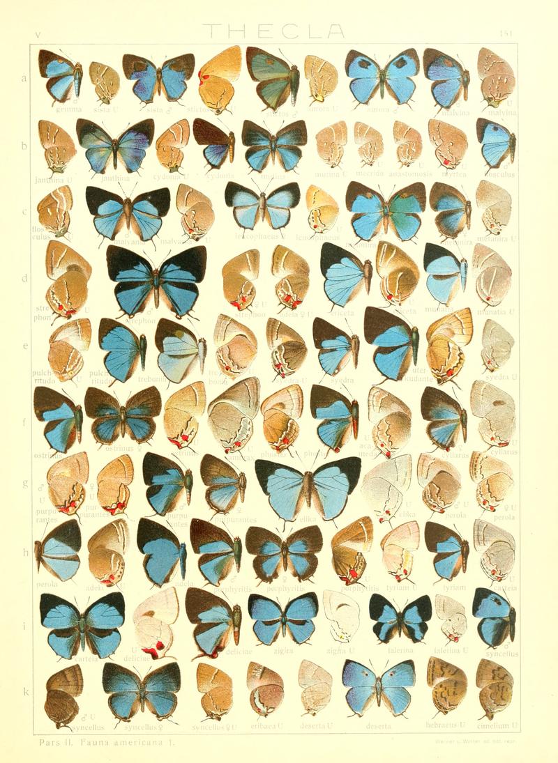 Macrolepidoptera15seit 0329
