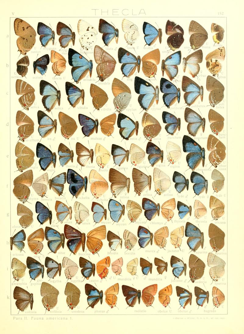 Macrolepidoptera15seit 0331
