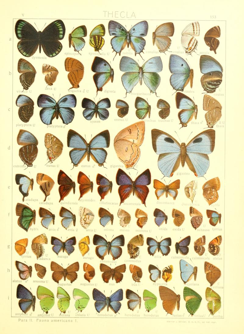 Macrolepidoptera15seit 0333