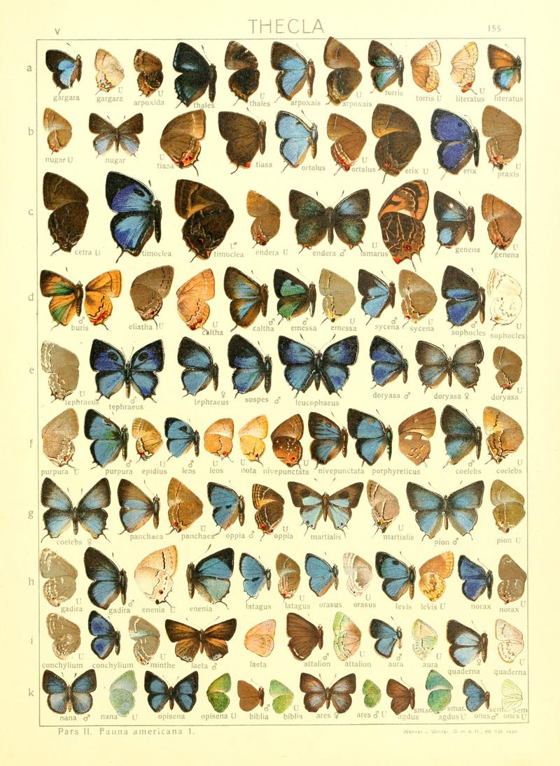 Macrolepidoptera15seit 0337