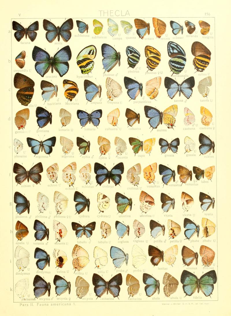 Macrolepidoptera15seit 0339