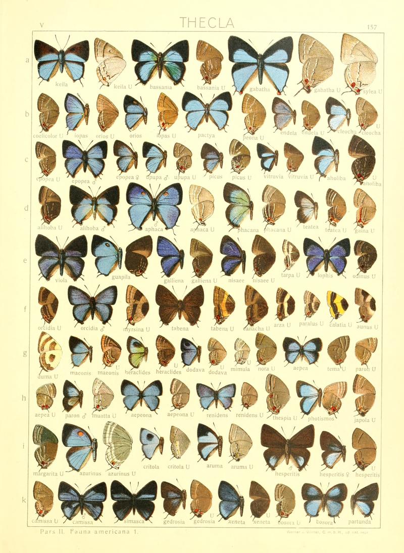 Macrolepidoptera15seit 0341