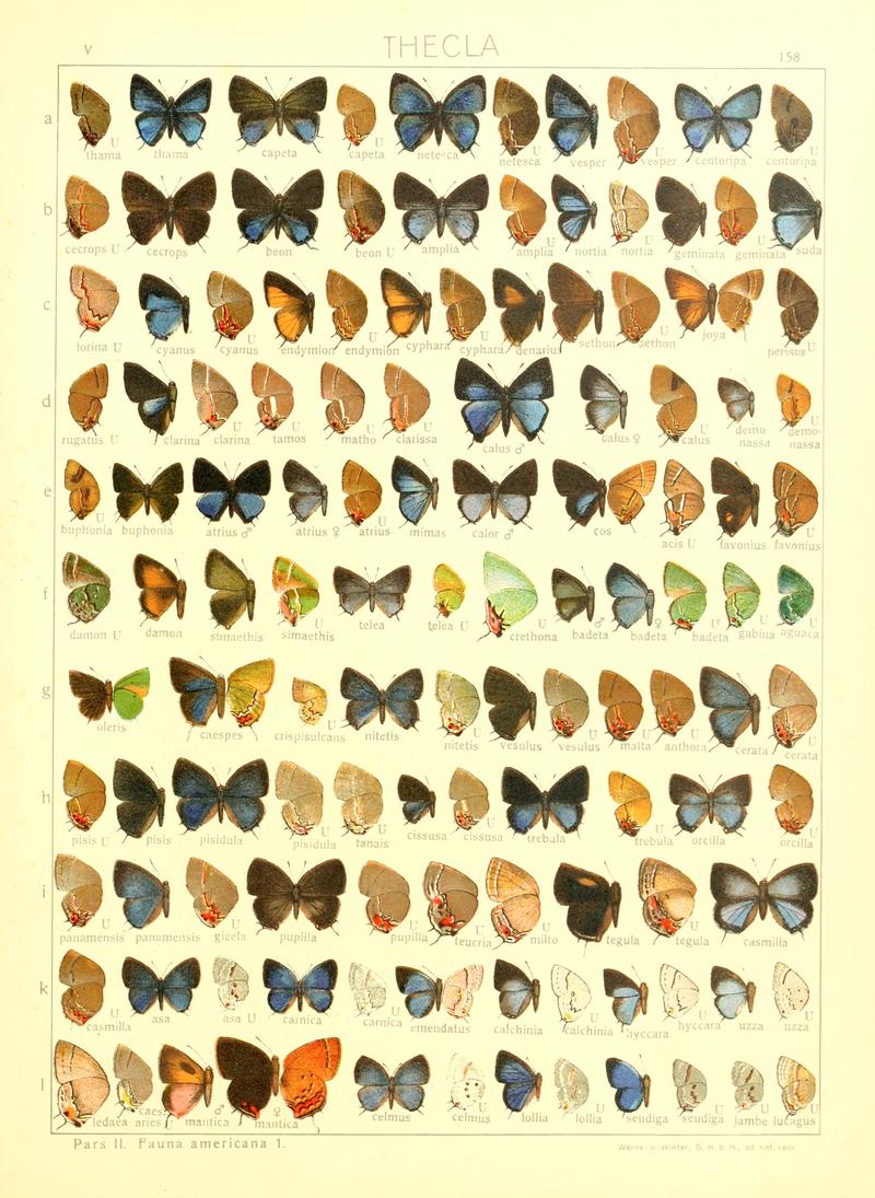 Macrolepidoptera15seit 0343