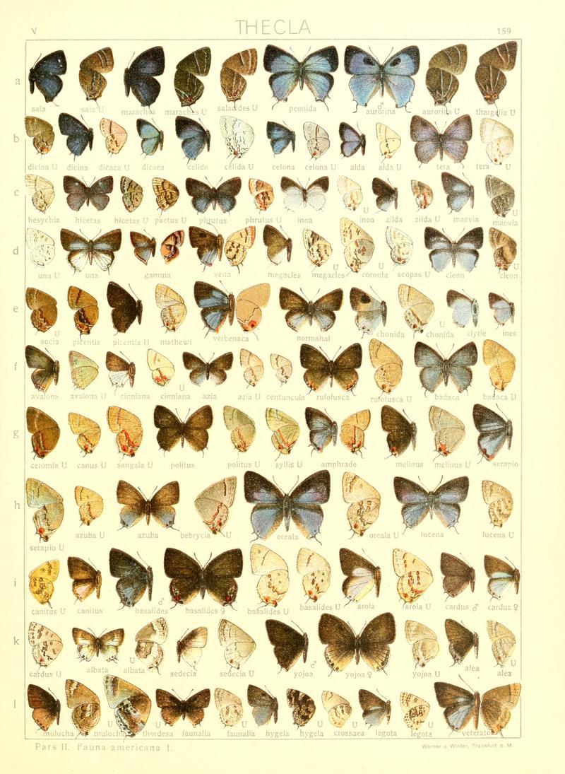 Macrolepidoptera15seit 0345