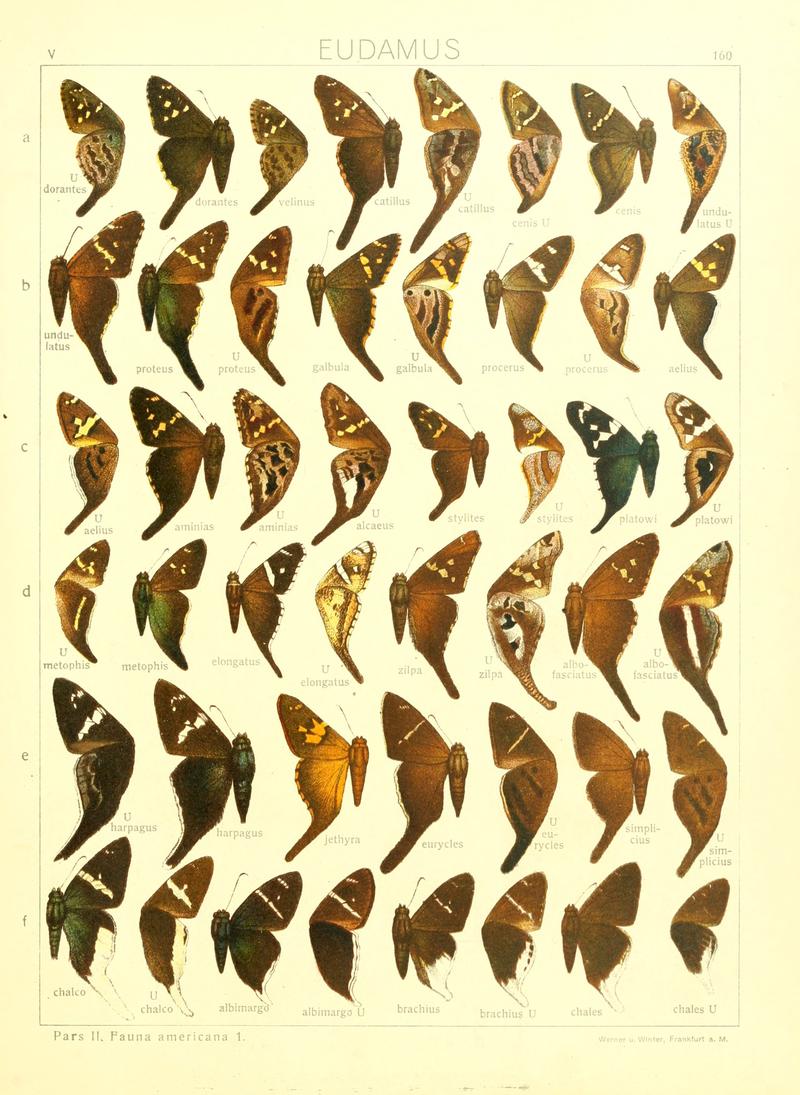 Macrolepidoptera15seit 0347