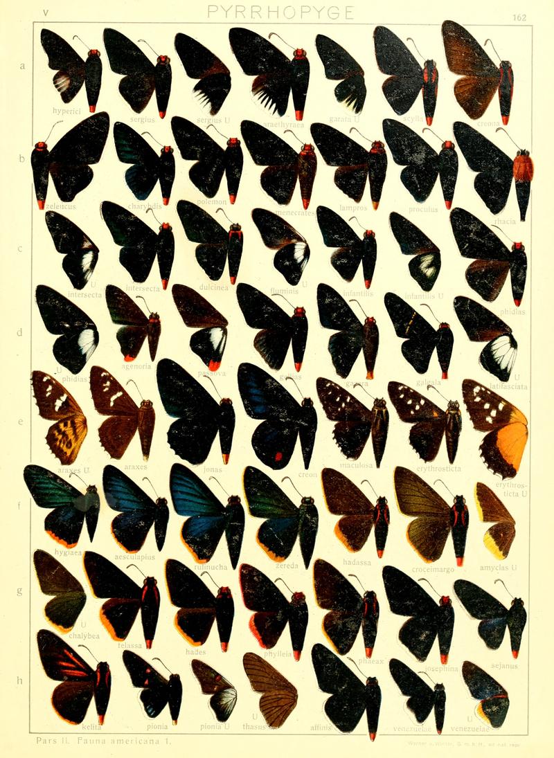 Macrolepidoptera15seit 0351
