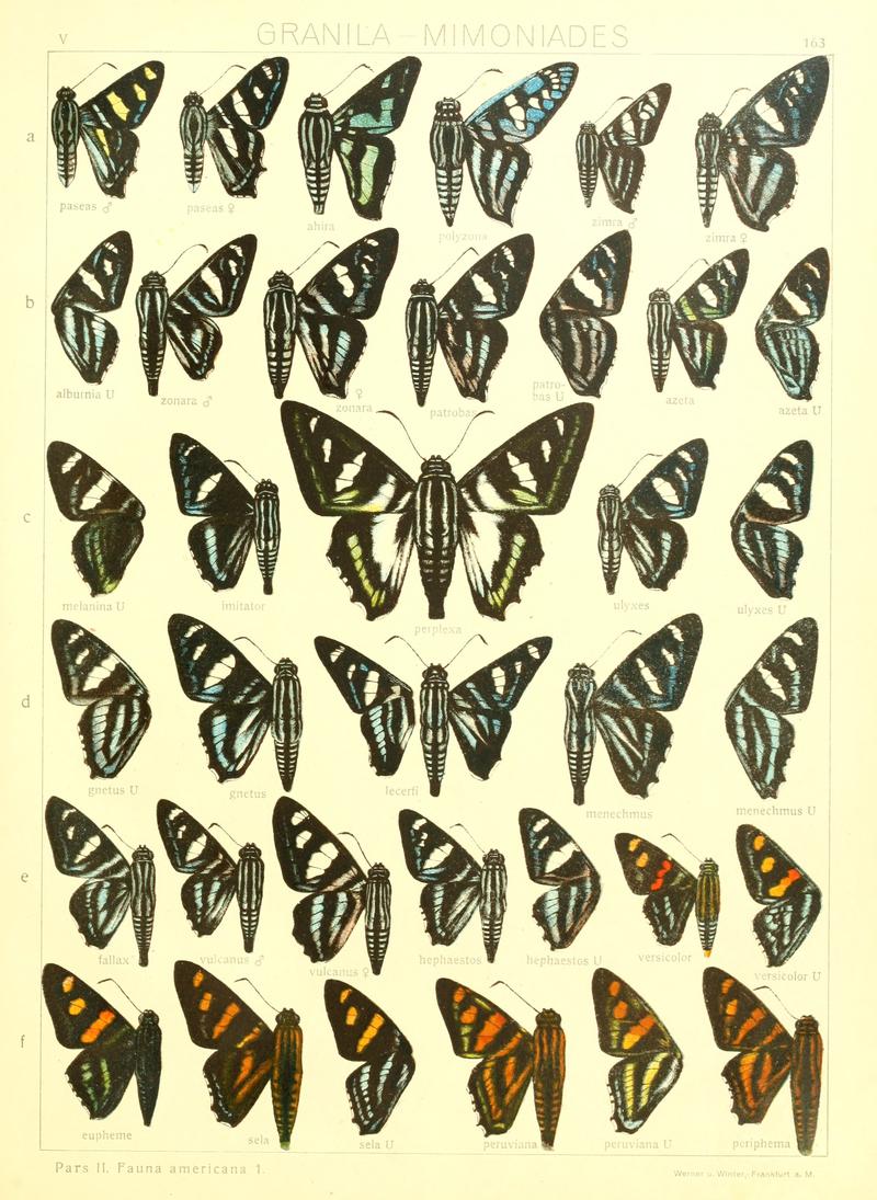 Macrolepidoptera15seit 0353