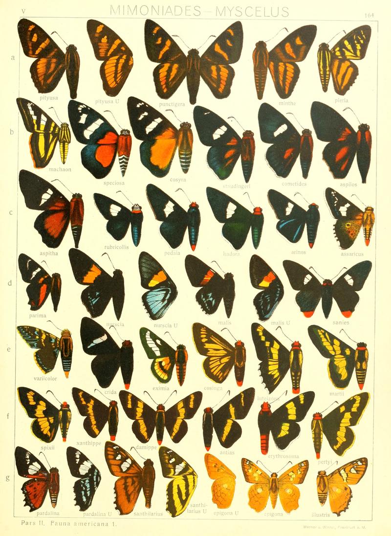 Macrolepidoptera15seit 0355