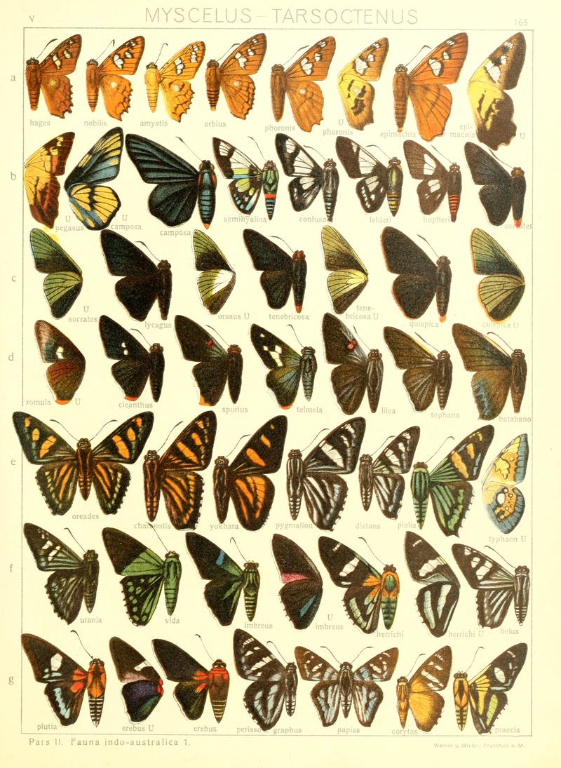 Macrolepidoptera15seit 0357