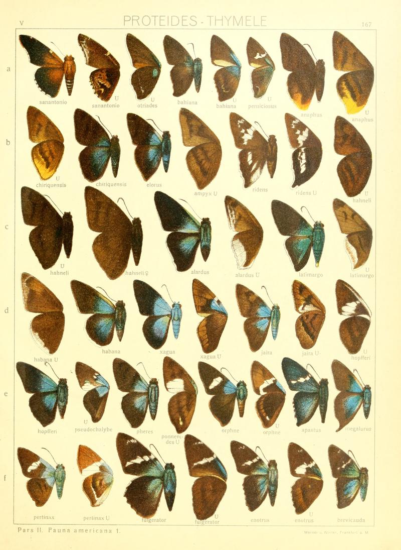 Macrolepidoptera15seit 0361