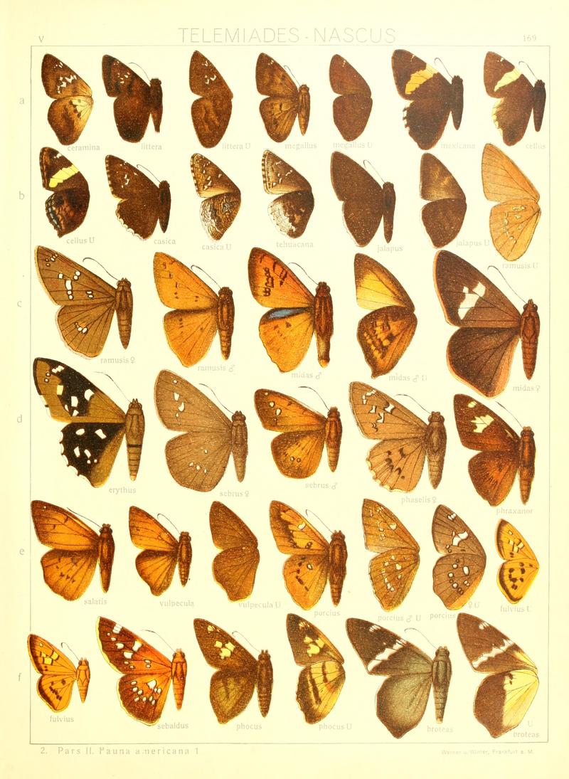 Macrolepidoptera15seit 0365