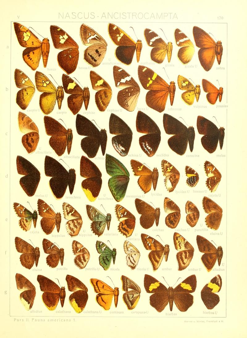 Macrolepidoptera15seit 0367
