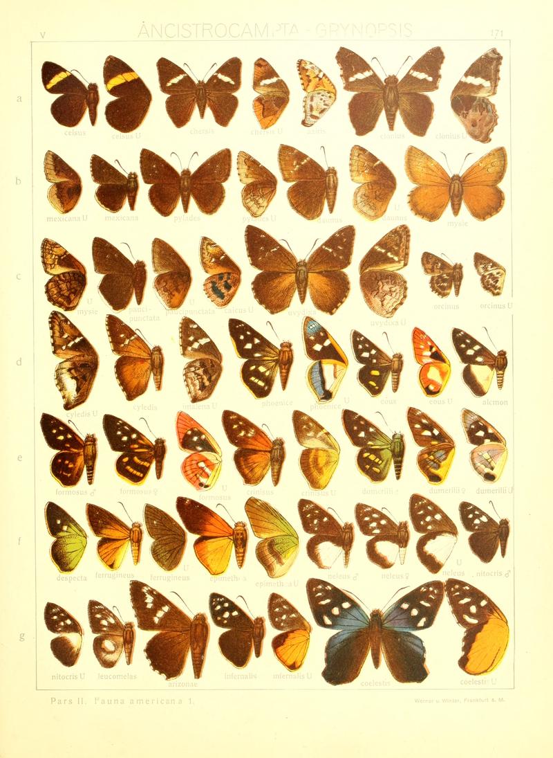 Macrolepidoptera15seit 0369