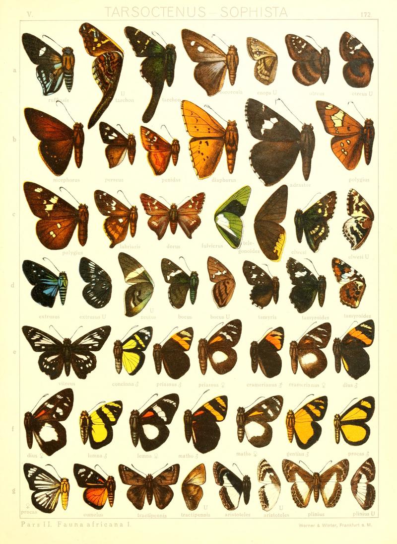 Macrolepidoptera15seit 0371