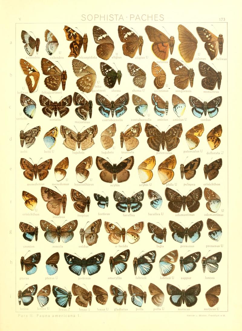 Macrolepidoptera15seit 0373