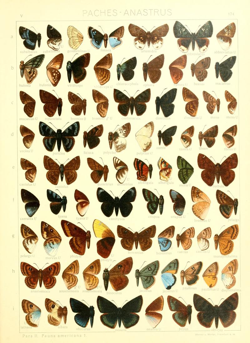 Macrolepidoptera15seit 0375