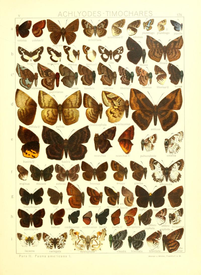 Macrolepidoptera15seit 0379