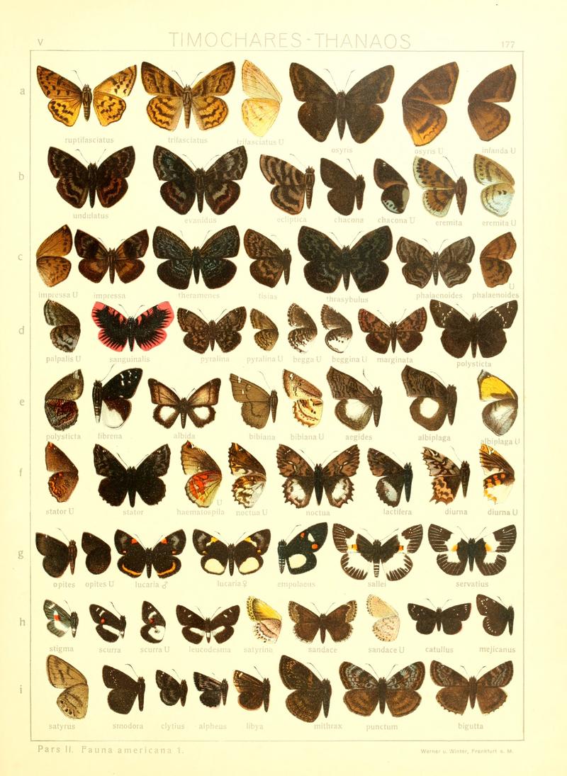 Macrolepidoptera15seit 0381