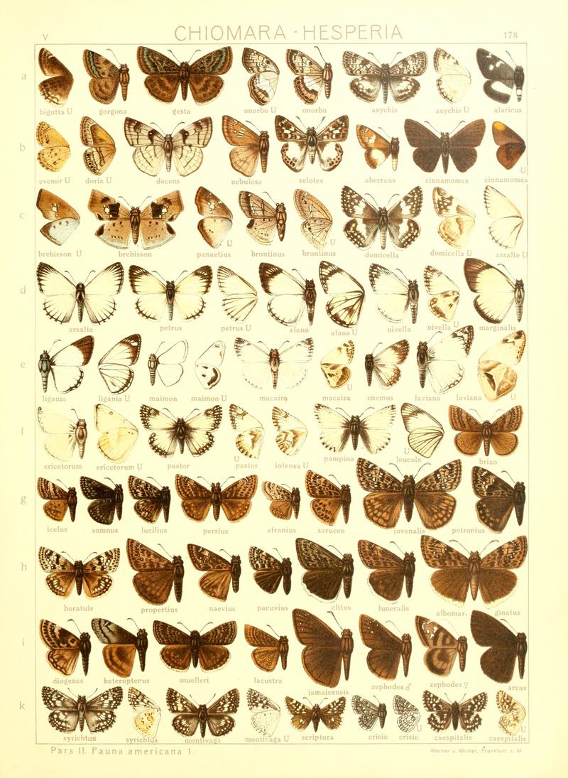 Macrolepidoptera15seit 0383