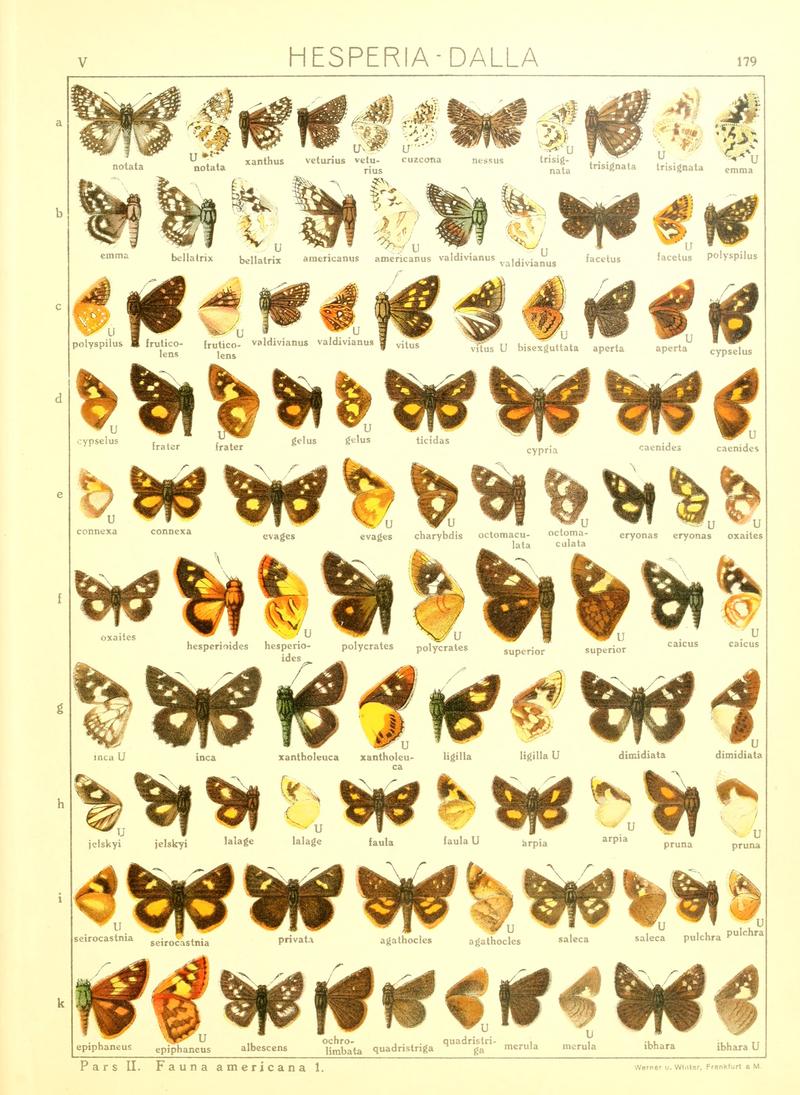 Macrolepidoptera15seit 0385