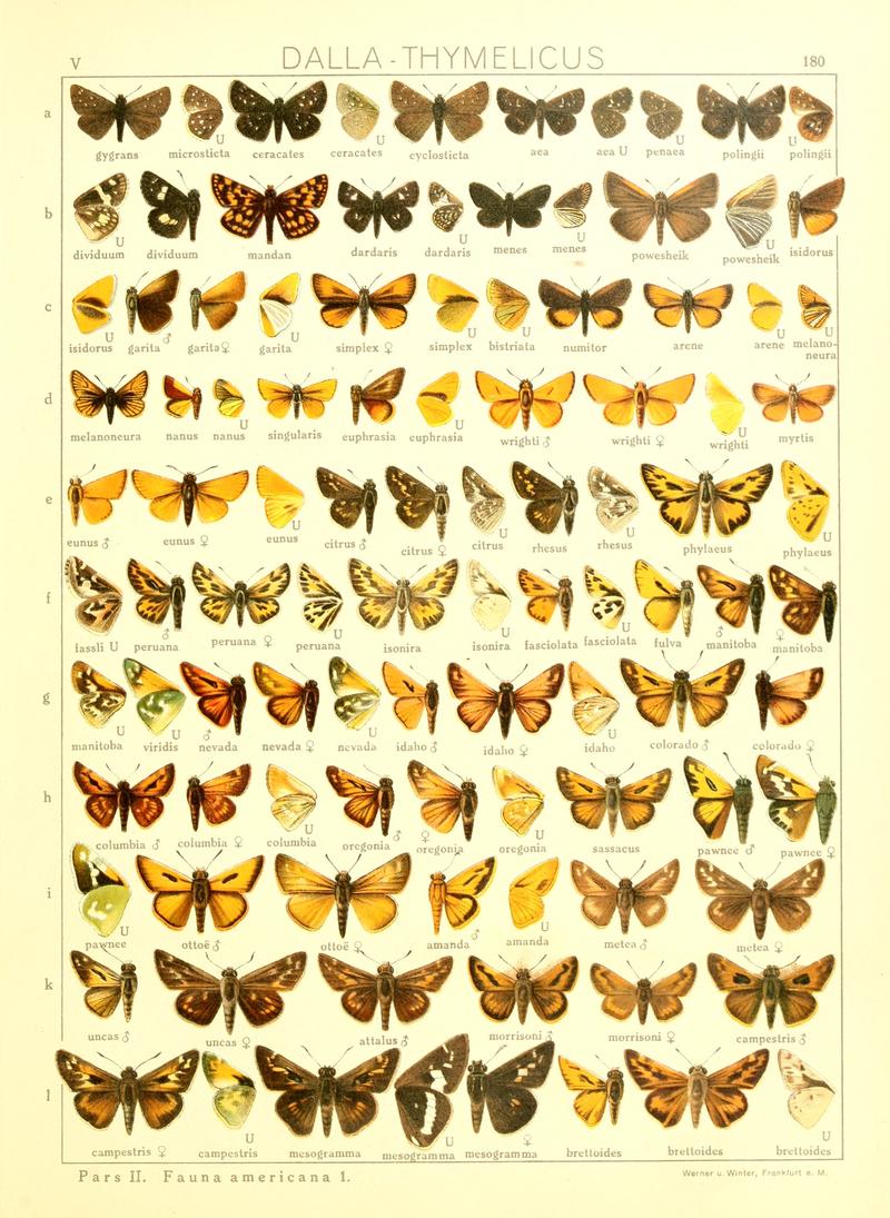 Macrolepidoptera15seit 0387