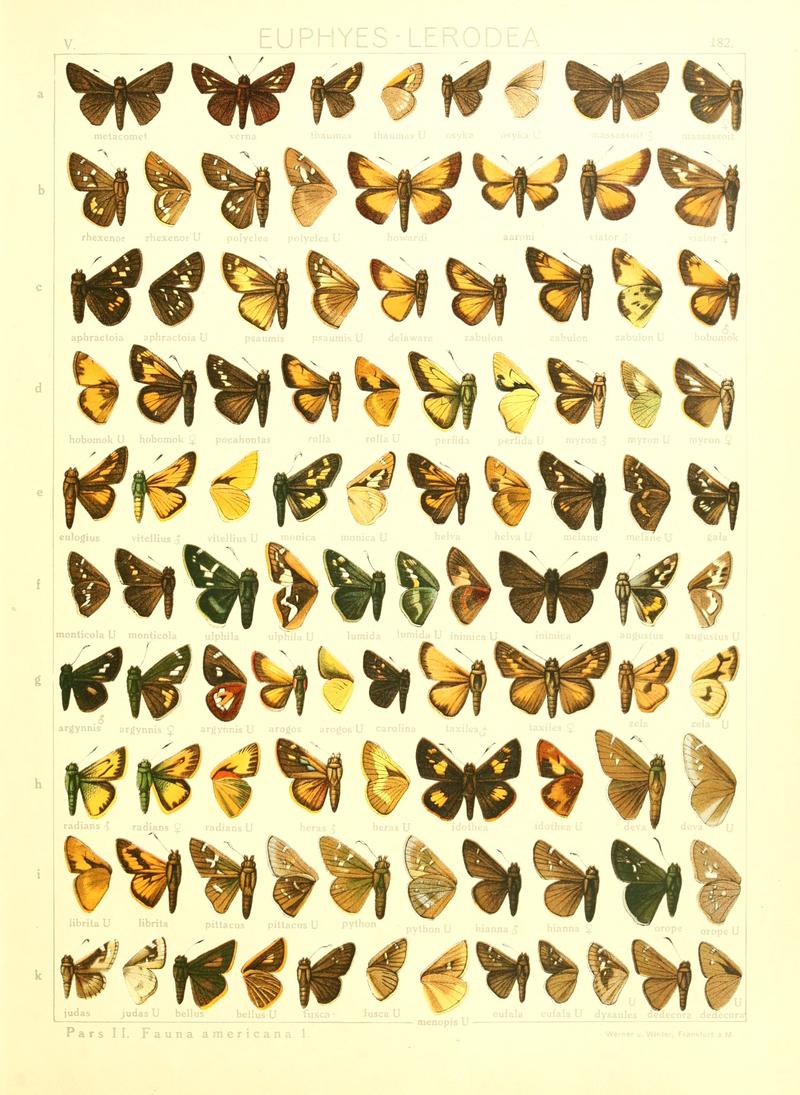 Macrolepidoptera15seit 0391