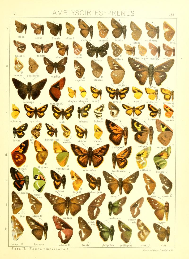 Macrolepidoptera15seit 0393