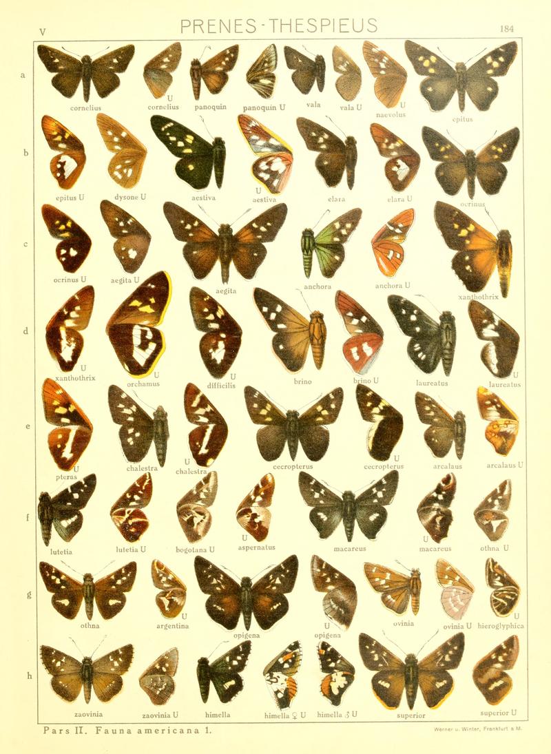 Macrolepidoptera15seit 0395