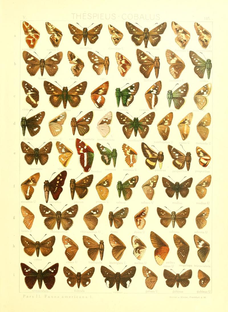 Macrolepidoptera15seit 0397