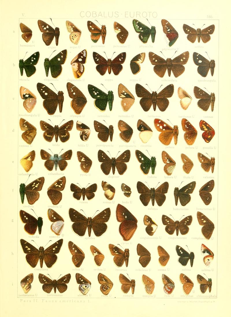 Macrolepidoptera15seit 0399