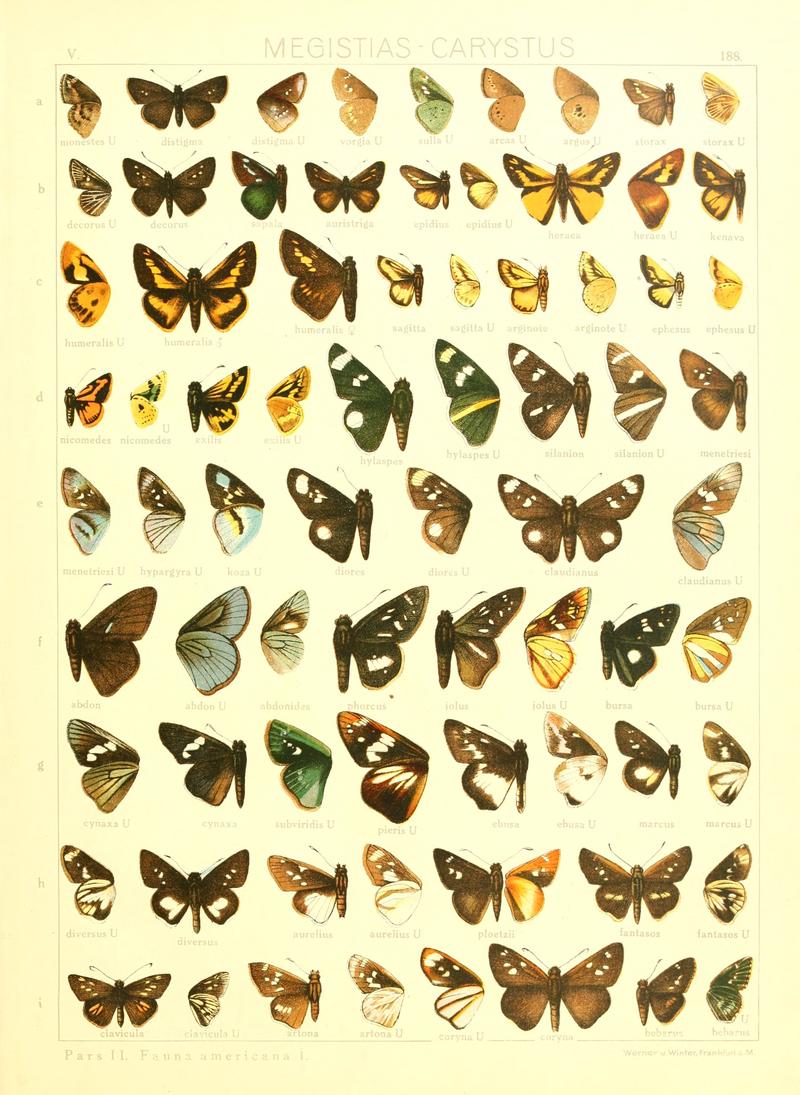 Macrolepidoptera15seit 0403