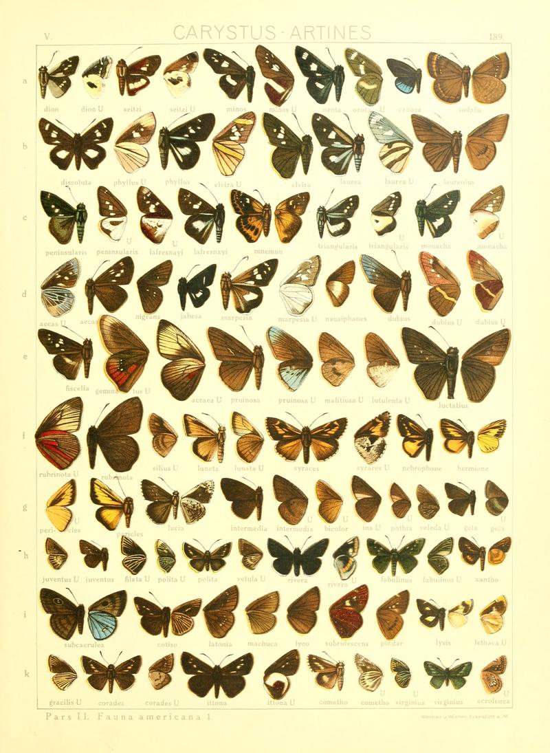 Macrolepidoptera15seit 0405