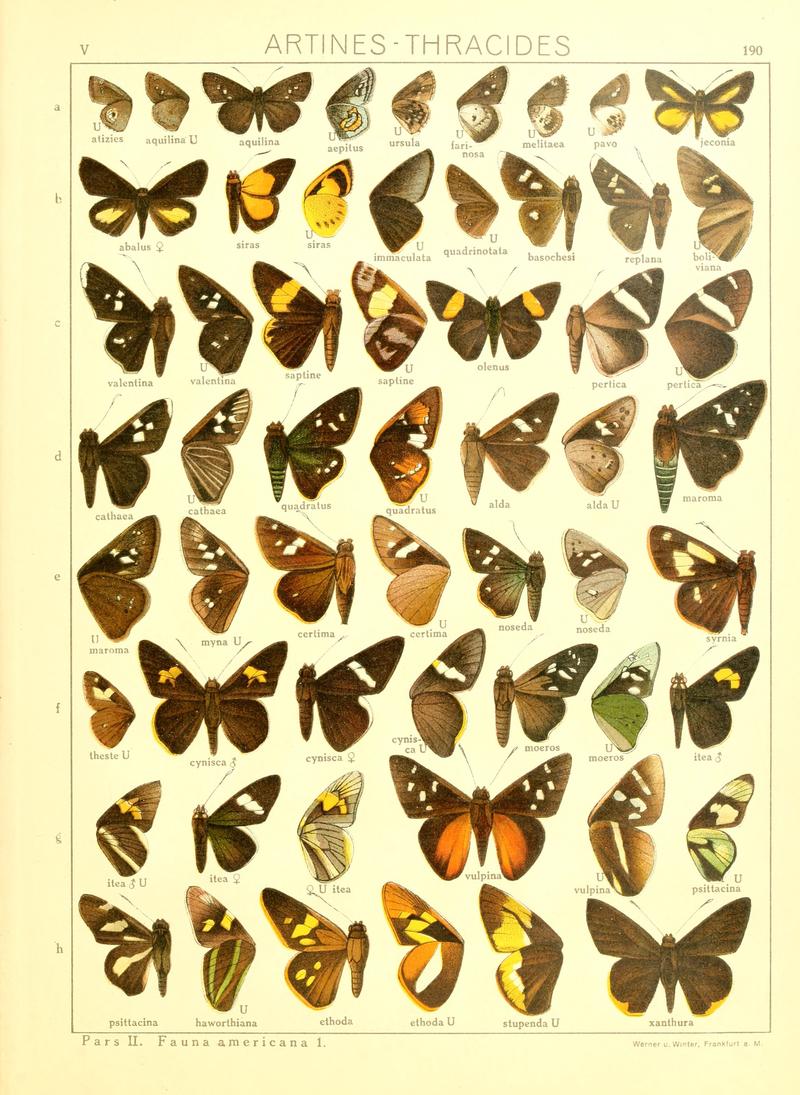 Macrolepidoptera15seit 0407