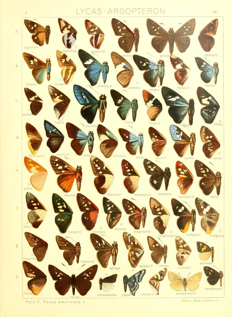 Macrolepidoptera15seit 0409
