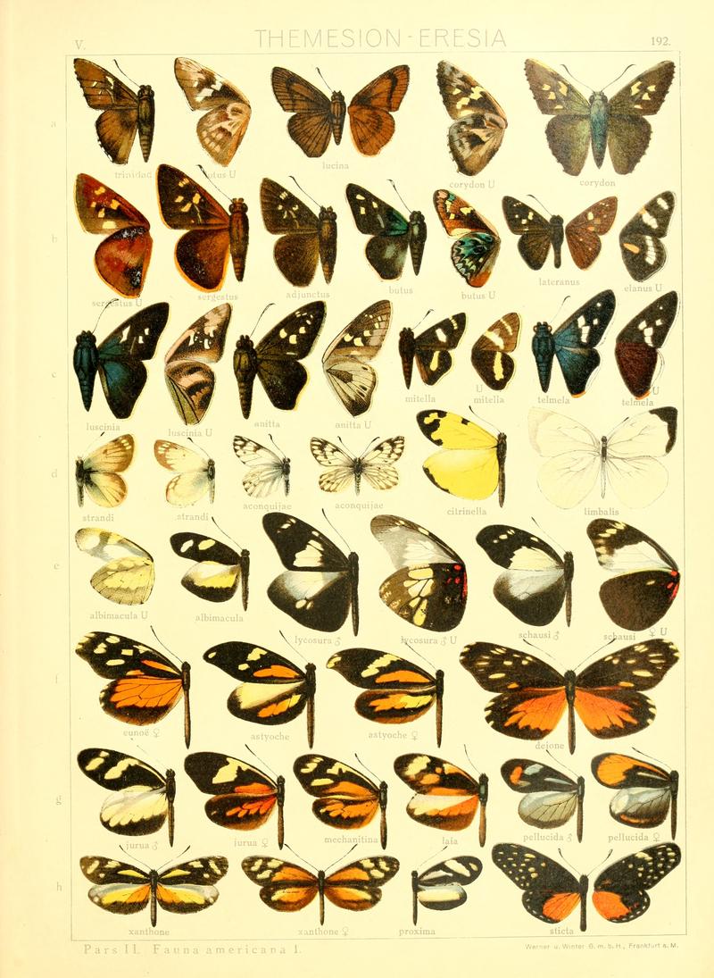 Macrolepidoptera15seit 0411