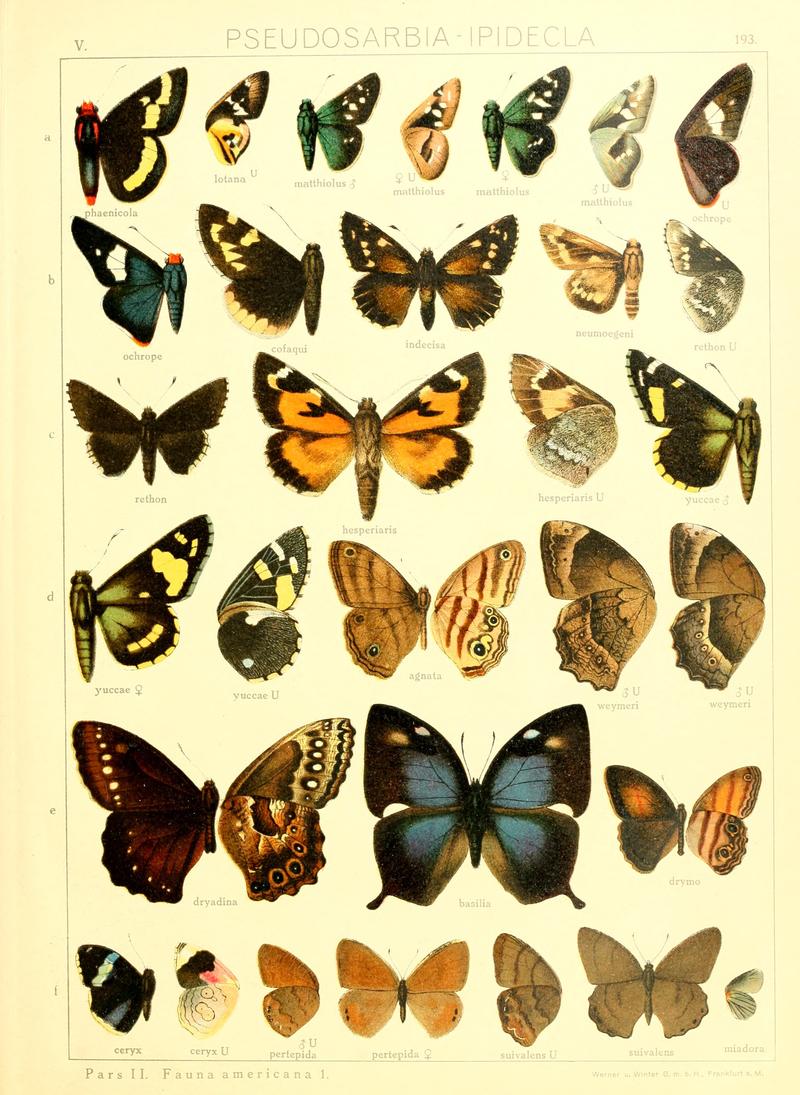 Macrolepidoptera15seit 0413