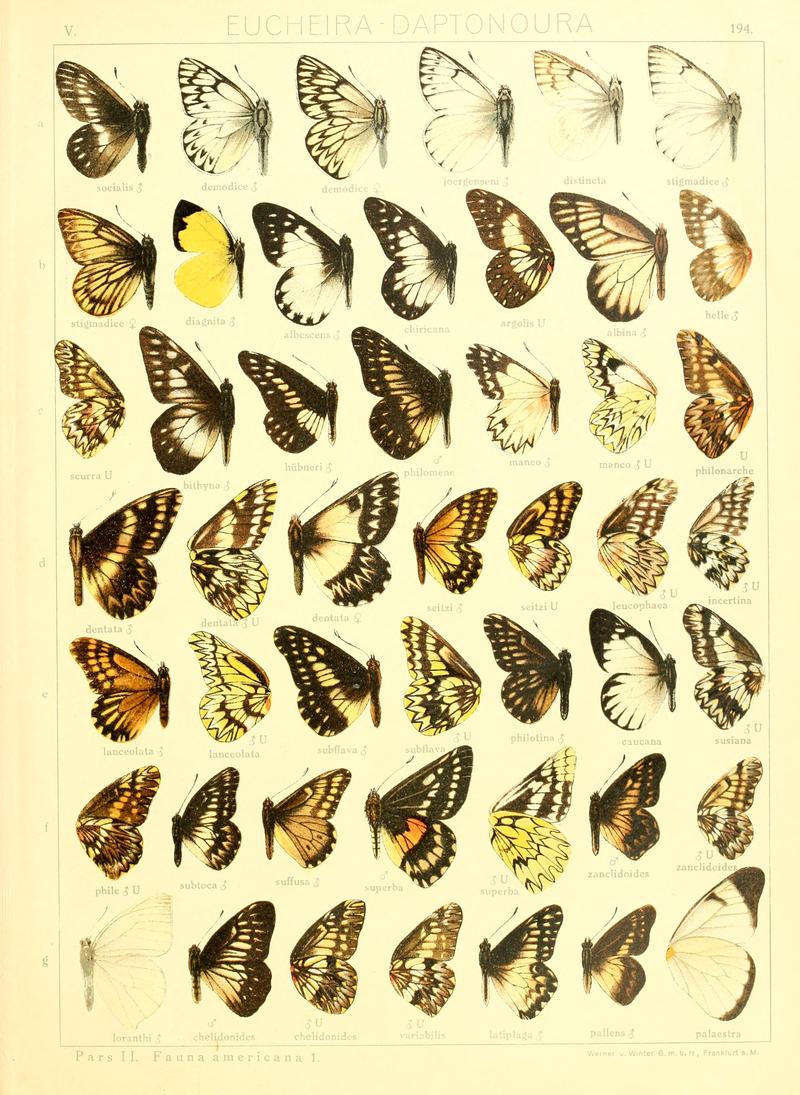 Macrolepidoptera15seit 0415
