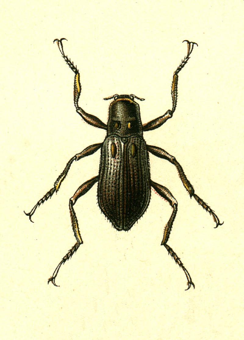 Macronychus quadrituberculatus