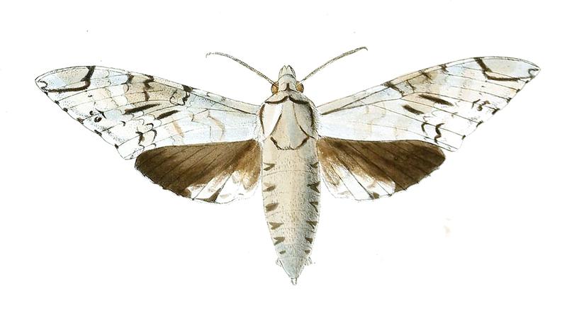 Macropoliana natalensis Butler