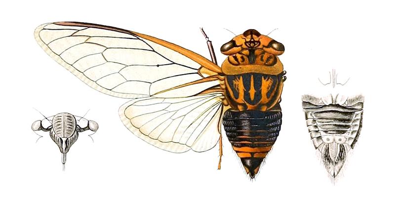 Macrotristria godingi Distant 1912