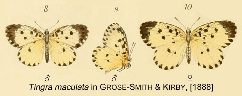 Maculata inGSK1888