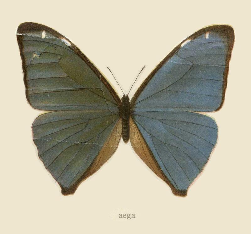 Plate from Seitz Macrolepidoptera of the World Fauna Americana