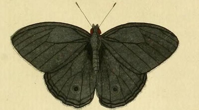 Magneuptychia fugitiva