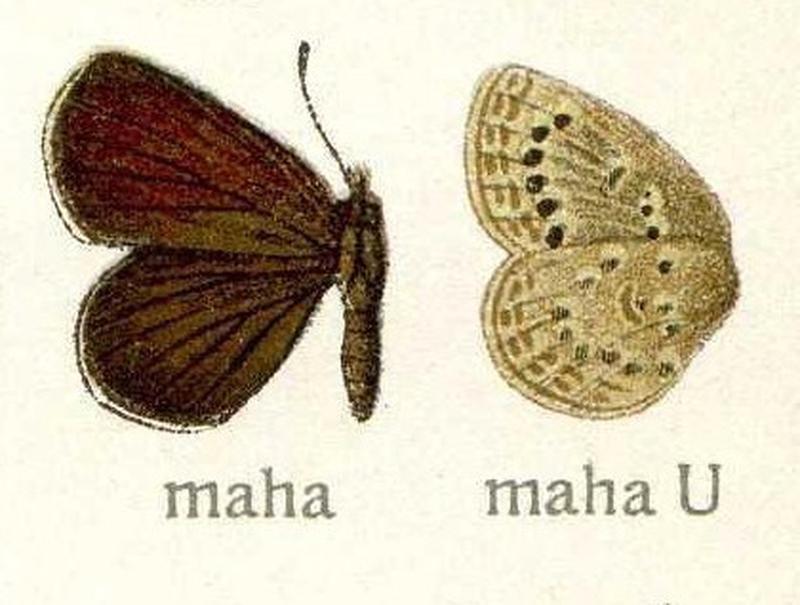 Pseudozizeeria maha Lycaenidae