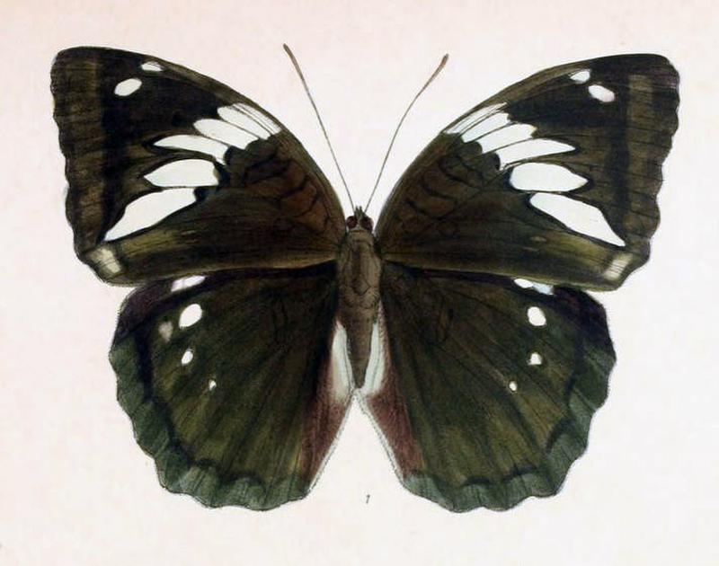 MahaldiaIva243 1