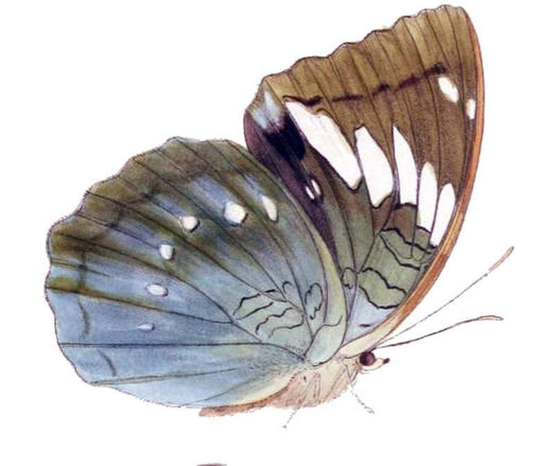 MahaldiaIva243 1a