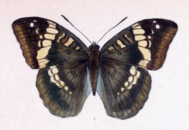 MahaldiaSahadeva241 1